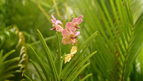 Orquídea-Polilla-Amarilla-Blanca-Rosa-Púrpura-Entre-Palmeras,-Fuertes-Lluvias-Cayendo-En-El-Fondo,-Zoom-De-Primer-Plano
