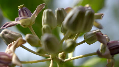 close-up-of-a-purple-crown-flower-plant