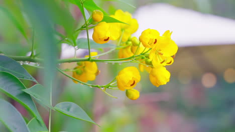 Schwankende-Wilde-Senna-Corymbosa-Blume-Im-Wind