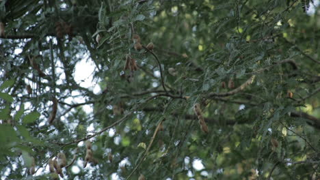 Low-angle-zoom-in-shot-of-tamarinds-on-tree