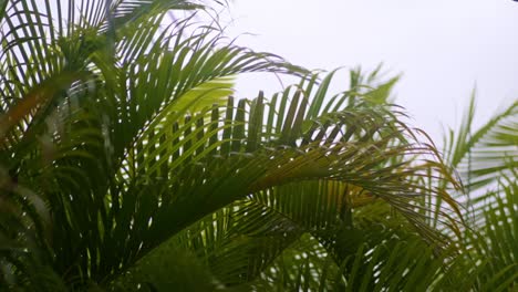 Areca-palm-leaves-blowing-in-the-wind,-gray-sky