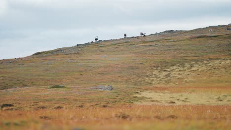 Eine-Kleine-Herde-Rentiere-Grast-Auf-Dem-Grasbewachsenen-Hügel-In-Der-Herbstlichen-Tundra
