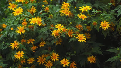 Wilde-Sonnenblumen-Wiegen-Sich-Im-Wind