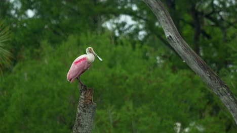 Roseate-spoonbill-perched-on-stump-of-palm-tree,-Florida-wetlands-marsh-4k