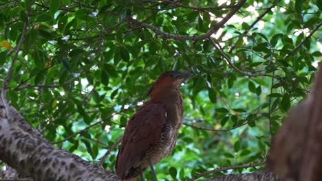 Malayan-Night-Heron-perched-on-tree-branch,-emits-guttural-calls-to-deter-potential-disturbances,-camouflaging-itself-under-the-canopy-in-its-natural-habitat,-close-up-shot