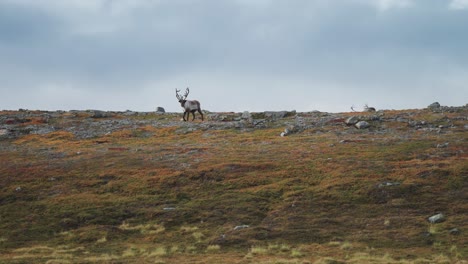 Reindeer-roam-through-Norwegian-tundra-grazing-on-scarce-vegetation