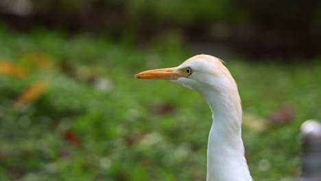 Close-up-portrait-head-shot-of-a-wild-great-egret,-ardea-alba-staring-and-patiently-stalking-its-prey-at-the-park