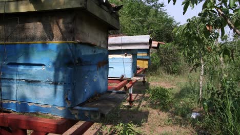 Moderne-BienenstöckeHonigproduktion-In-Afrika