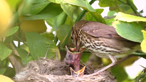 True-thrush-bird-in-nest-with-eggs-feed-babies