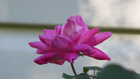 Profile-view-of-a-single-pink-rose-growing-near-a-light-colored-wall,-in-partial-shade