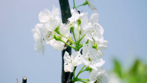 Abeja-Voladora-Recoge-Néctar,-Polen-De-Una-Rama-De-árbol-Frutal-Llena-De-Flores-Blancas,-Video-De-Trabajo-Duro