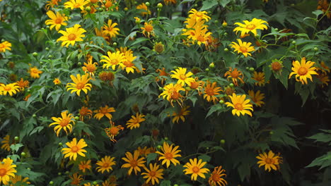 Gartenpracht:-Busch-Mit-Wilden-Sonnenblumen-In-Voller-Blüte