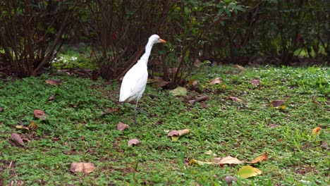 Wild-great-egret,-ardea-alba-walking-on-the-forest-ground,-foraging-for-insects,-stalking-its-prey-at-the-park