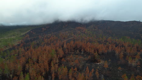 Foto-Panorámica-De-Un-Bosque-Quemado-Con-Un-Denso-Paisaje-Nuboso-En-La-Parte-Superior