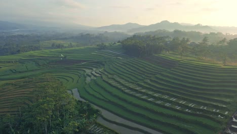 Luftaufnahme-Eines-Reisfeldes-Im-Ländlichen-Indonesien-An-Einem-Nebligen-Morgen-Bei-Sonnenaufgang