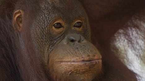Primer-Plano-Extremo-De-La-Cara-Y-Los-Ojos-De-Un-Orangután-Adulto-Masticando-Comida