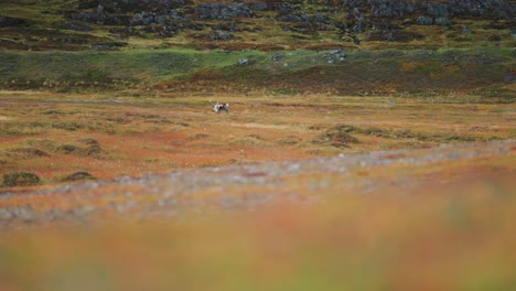 Un-Reno-Solitario-Deambula-Por-La-Tundra-Otoñal-En-El-Norte-De-Noruega.