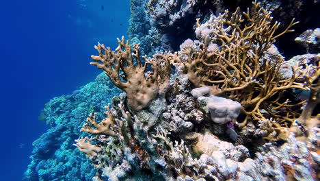 Primer-Plano-Submarino-De-Arrecifes-De-Coral-En-Agua-De-Mar-Tropical-Azul