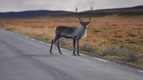 A-solitary-reindeer-with-magnificent-antlers-stands-on-the-road-and-then-runs-away-to-the-autumn-tundra