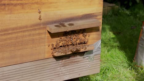 Bienenstock,-Bestäubung,-Gesundheit-Des-Ökosystems,-Insektenschwarm,-Zeitlupe