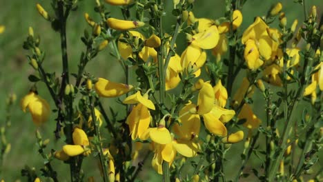 Closeup-of-of-a-Broom-bush-in-flower