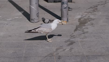 Pigeon-pecking-at-food-on-sunny-urban-sidewalk,-shadow-detail