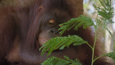 Portrait-of-an-adult-orangutan-sitting-in-a-tree