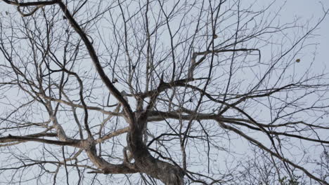 Low-angle-zoom-in-shot-of-leafless-tree-in-nature