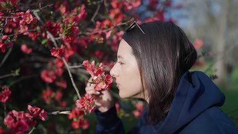 Mujer-Morena-Huele-Fragante-Arbusto-De-Membrillo-Chino-En-Flor,-República-Checa