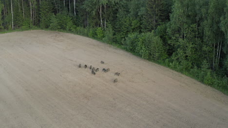 Wild-Boars-messing-up-crop-field