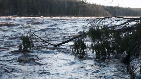 Fallen-pine-tree-partially-submerged-in-the-rising-spring-floodwaters