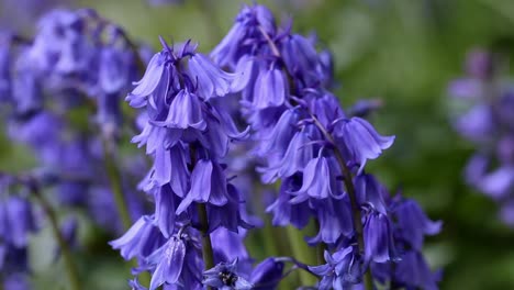 Closeup-of-Bluebells.-Spring.-UK