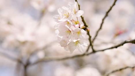 White-Cherry-Blossoms-Blooming-On-Tree-Branch-In-Takatori,-Japan