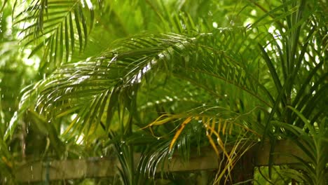 Heavy-raindrops-falling-on-areca-palm-leaves,-closeup-slow-zoom