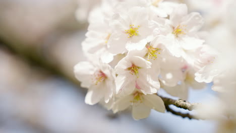 Flores-De-Cerezo-Blancas-En-Primavera-En-El-Templo-Tsubosakadera-En-Takatori,-Japón.