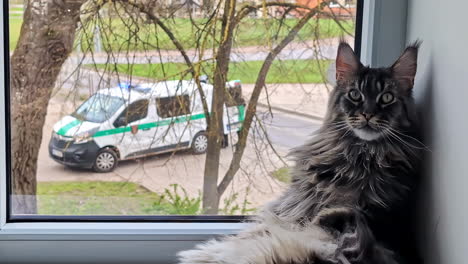 Maine-Coon-Katze-An-Einem-Fenster,-Die-Einen-Krankenwagen-Beobachtet,-Der-Auf-Einen-Notfall-Reagiert