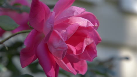 Closeup-profile-view-of-a-pink-rose-flower-on-a-sunny-afternoon