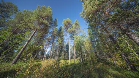 Tall-slender-pine-trees-stretch-for-the-clear-blue-sky