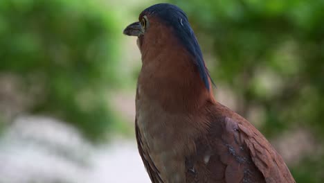 Close-up-portrait-shot-of-a-wild-Malayan-night-heron,-alerted-by-the-people-strolling-in-the-ecological-park