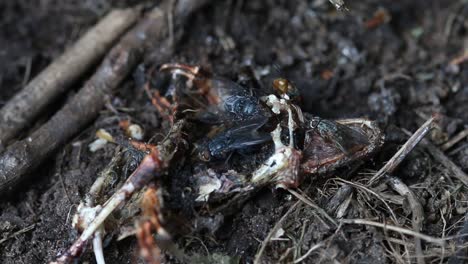 Flies-feeding-on-a-dried-up-corpse-of-a-frog