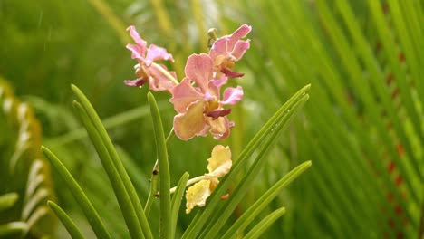 Purple-rose-white-yellow-moth-orchid-in-between-palm-trees,-heavy-rain-falling-in-background,-closeup