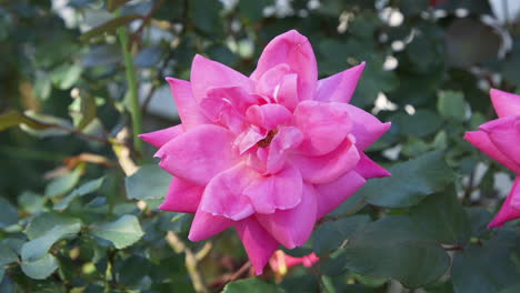 Single-pink-rose-blossoming-on-a-bush-in-the-bright-sunlight-of-a-Spring-afternoon