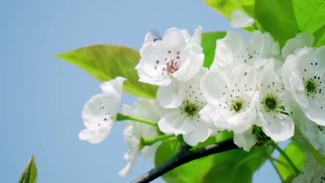 Abeja-Voladora-Recoge-Néctar,-Polen-De-Una-Rama-De-árbol-Frutal-Llena-De-Flores-Blancas,-Video-De-Trabajo-Duro