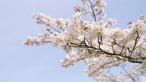 Blooming-Cherry-Blossoms-On-Tsubosaka-dera-Temple-In-Takatori,-Japan