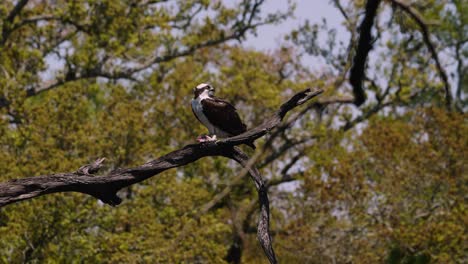 águila-Pescadora-Almorzando-En-La-Rama-De-Un-árbol