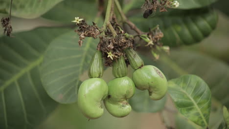 Close-up-of-very-raw-cashews-growing-on-tree