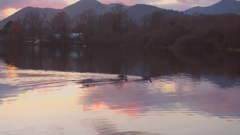 Waterfowl-Birds-Floating-Over-Tranquil-Derwentwater-From-Keswick-During-Sunset-In-Lake-District,-Cumbria,-England