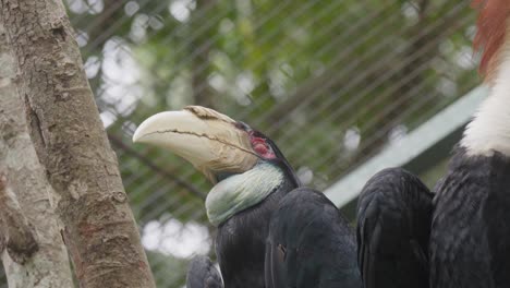Close-up-of-a-toucan's-beak