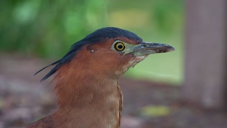 Profilaufnahme,-Die-Das-Porträt-Eines-Wilden-Malaiischen-Nachtreihers-Im-ökologischen-Park-Bei-Tag-Einfängt