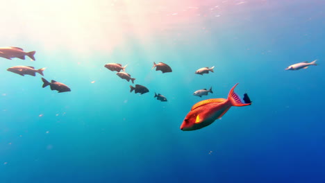 Colorful-Exotic-Fish-School-Swimming-in-Blue-Tropical-Sea-Water,-Underwater-Shot